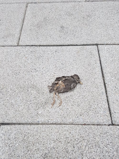Dead sparrow