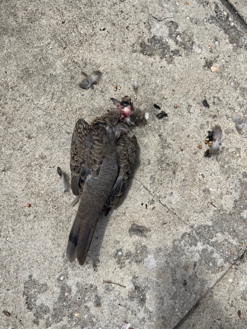 Freshly dead pigeon