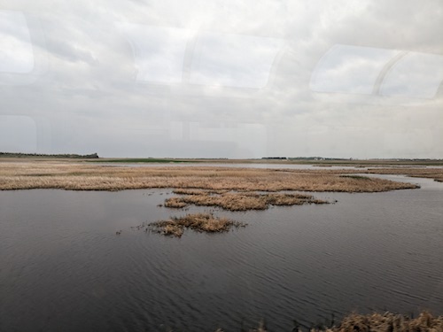 Wetlands with brown reeds