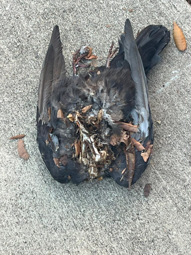 Body of sparrow with leaves